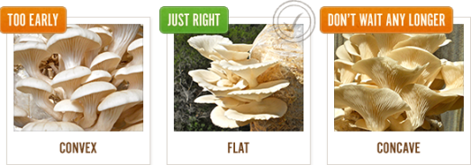 best-time-to-harvest-mushrooms